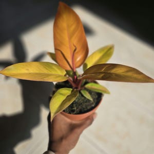 Philodendron prince of orange, indoor plants
