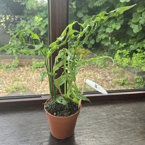 Monstera Obliqua Peru – Ultra Rzadki Ser Szwajcarski | Delikatne Liście | Doniczka 12 cm