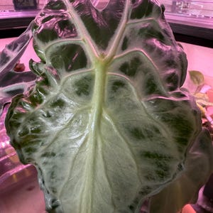 Alocasia Venom Sprouting Corm