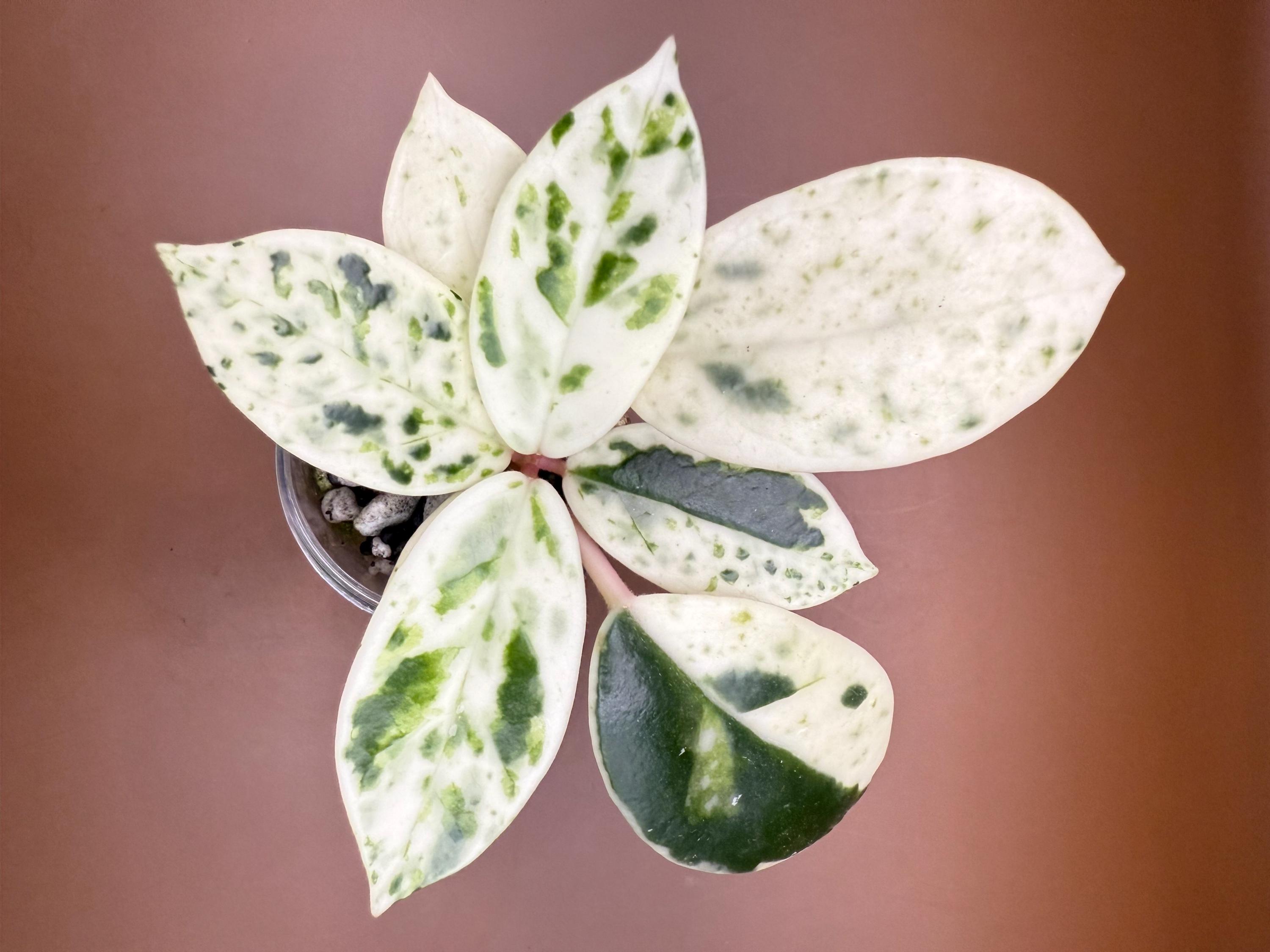 Hoya Madara Snow Angel - Etsy