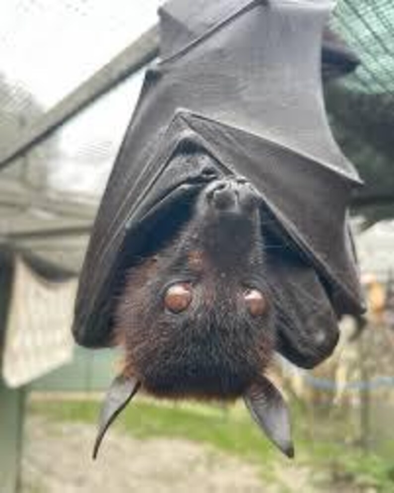 Flying Fruit Bat Spirit Vessel! Very Intuitive Companion! - Etsy