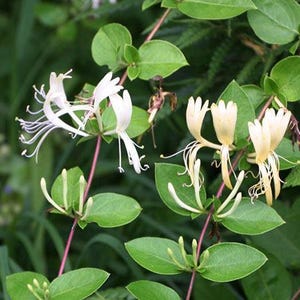 Honeysuckle Vine Herb