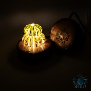 Green Sea Urchin Shell Lamp