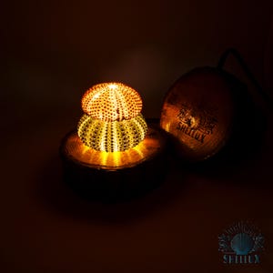 Orange & Green Sea Urchin Shell Lamp