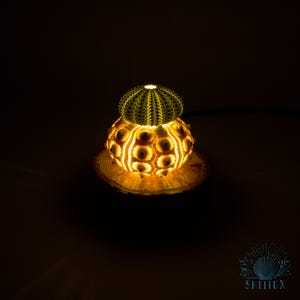 Imperial (Sputnik) & Green Sea Urchin Shell Night Lamp