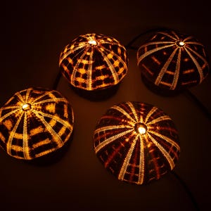Alfonso (Gator) Sea Urchin Shell Night Lamp