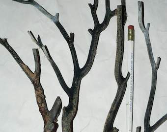 Vintage Black Coral Branch Stems, Natural Aquarium Decor (4 Pieces, 74 Grams)