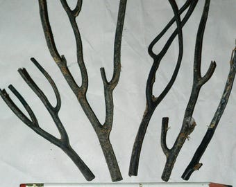 7 Raw Black Coral Branches, Natural Aquarium Decor Specimen
