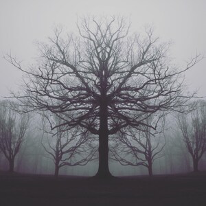 May include: A single bare tree stands tall in a foggy forest. The tree's branches reach out towards the sky, creating a sense of mystery and solitude.