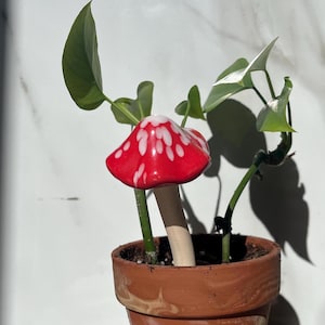 May include: A potted plant with green leaves and a red and white ceramic mushroom decoration in the centre of the pot.