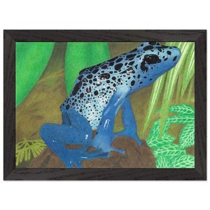 Rana freccia blu velenosa su roccia nella giungla, poster di alta qualità con cornice in legno e carta opaca di qualità museale, formato A4/8x12", vivace arte della fauna selvatica tropicale