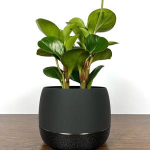 Ebony Planter Pot, with Excellent Mesh Drainage, Integrated Saucer, Small, Medium, and Large, 3 4 5 Inch