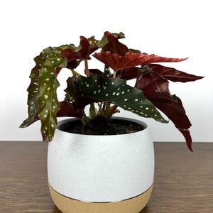 Marble Planter Pot, Modern Indoor Planter with Excellent Mesh Drainage, Integrated Saucer, Small, Medium, and Large, 3 4 5 Inch