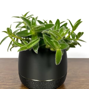 Black Planter Pot, Modern Indoor Planter with Excellent Mesh Drainage, Integrated Saucer, Small, Medium, and Large, 3 4 5 Inch