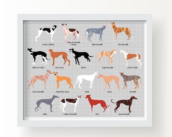 May include: A chart of 15 different colored greyhounds with their color names listed below each dog. The colors include black, white, brindle, fawn, red, and light red fawn.
