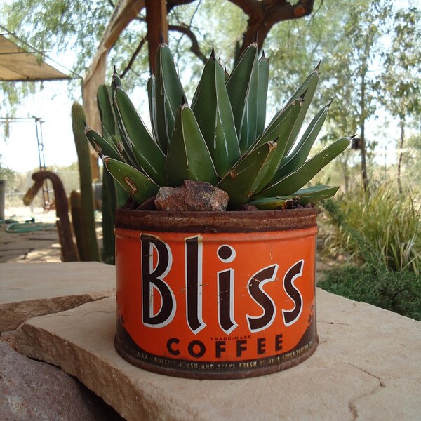 Queen Victoria Agave Reginae in Vintage Bliss Coffee Can