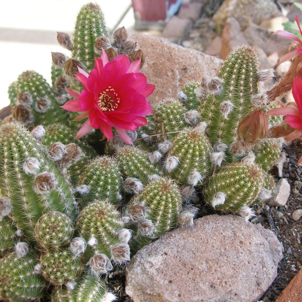 Peanut Cactus  - Rose Quartz, Bright Red Blooms