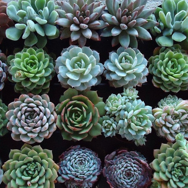 RESERVED for Helen Maas, A Collection of 100 Succulent Plant Rosettes for Your Wedding Favors or Centerpieces