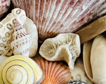 Coastal Seashell-collectie in een blikje: een zak vol oceaanherinneringen | Cadeau strandvakantie