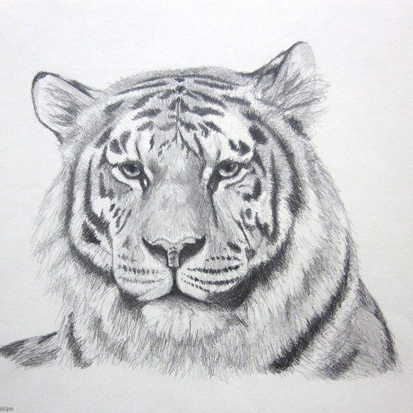 cat tiger art - Panthera Tigris In Pencil - original pencil drawing - 11 by 14 inches