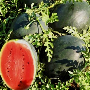 Black Diamond Watermelon Seeds