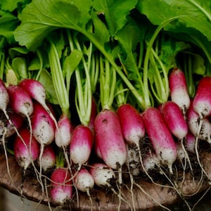 French Breakfast radish Seeds