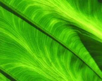 Green Foilage  Art Print