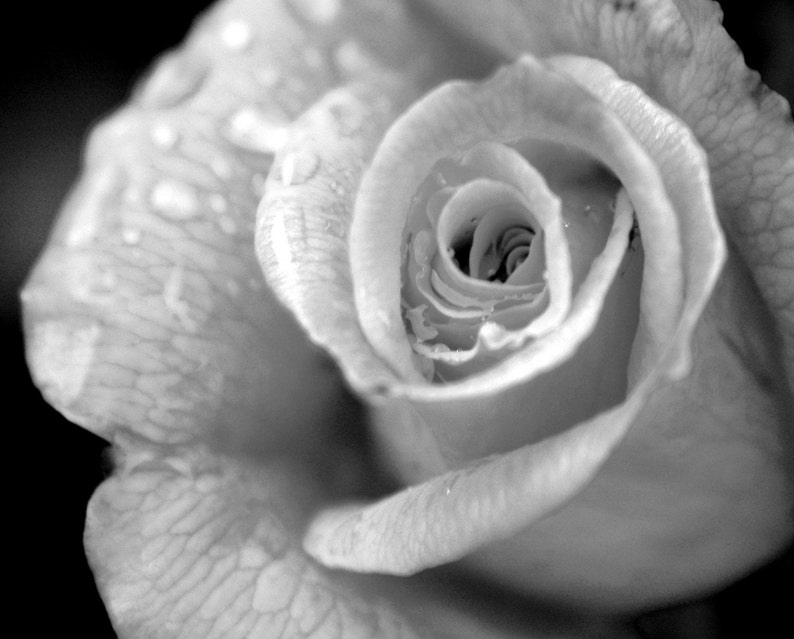 Black and White Rain Drop Rose art photograph image 1