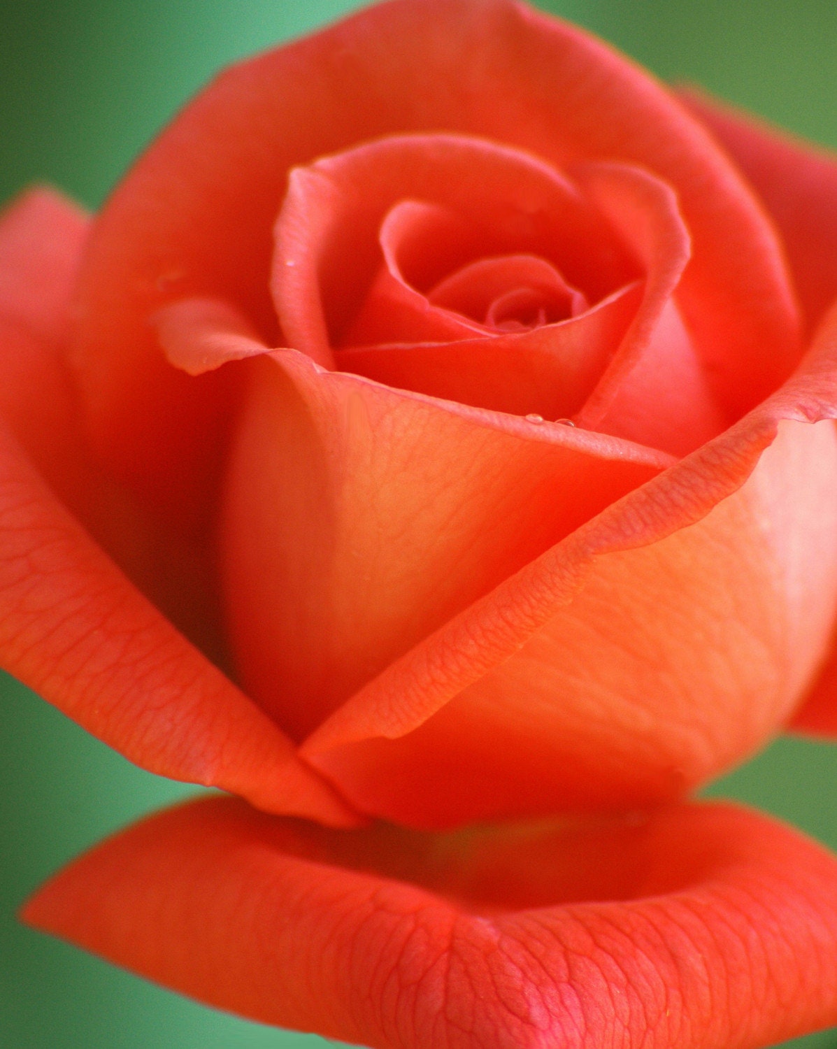 Coral Rose Bud art photo