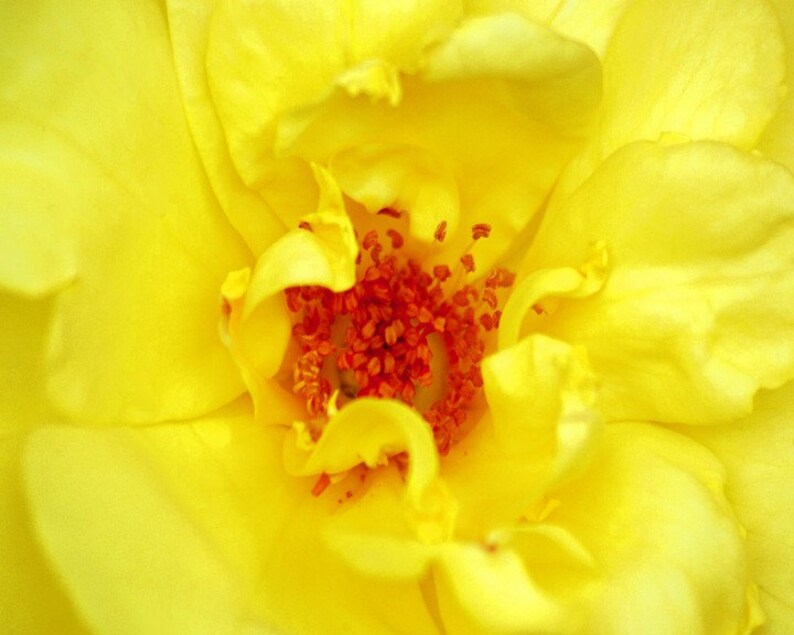 Yellow Ruffles art photo image 1