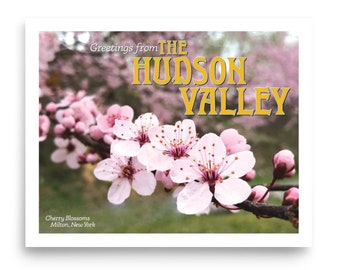 Hudson Valley Cherry Blossoms Print - unframed