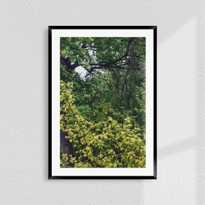 Rain Drops on Green Leaves Photography: Nature Wall Art (Digital Download)
