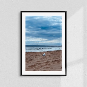 May include: A solitary seagull walks on a sandy beach with a blue sky and ocean in the background.