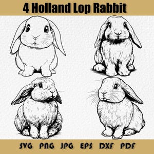 Paquete SVG de conejo Holland Lop, conejo enano Holland Lop (Svg), conejo Holland Lop pequeño (Svg), pequeño conejo holandés (Clipart), PNG, DXF, PDF, EPS, SVG