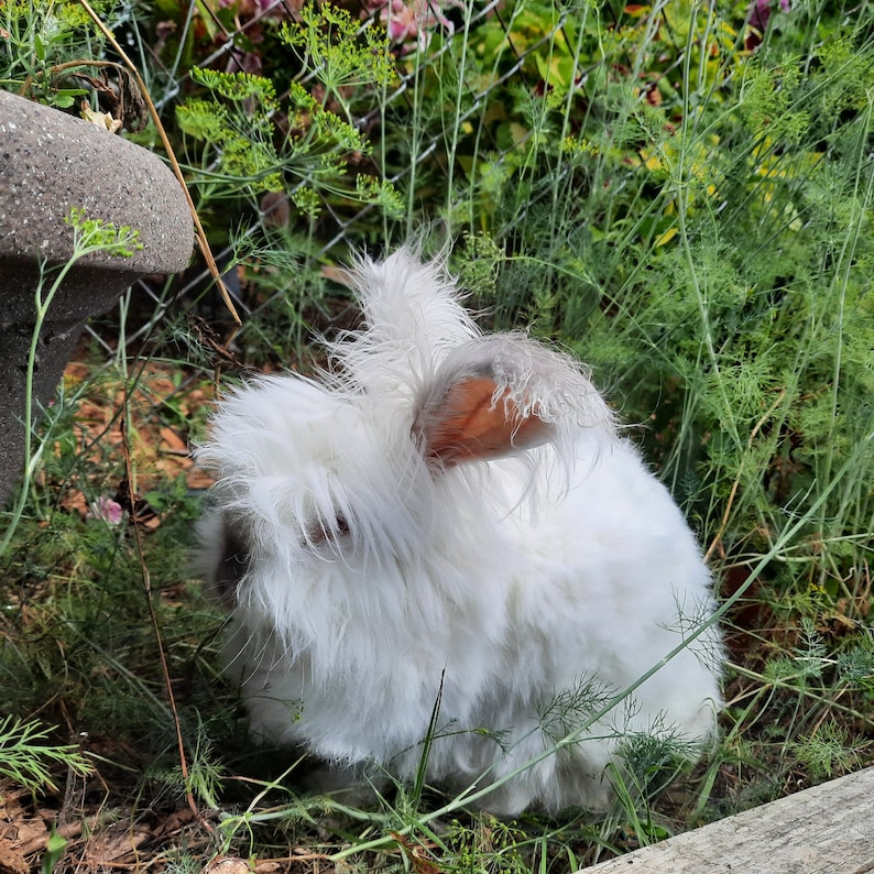 May include: A white angora rabbit with long, fluffy fur sits in a garden with green plants. The rabbit has a long, white beard and a pink nose.