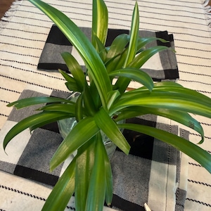 where to buy snake plant Snake Plant Starfish - Unique Sculptural Air Purifying Plant