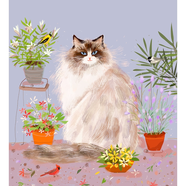 Ragdoll Cat Print - Cat Painting
