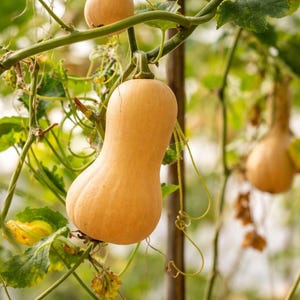 Puede incluir: Primer plano de calabazas Butternut colgando de una vid. Las calabazas son de color naranja claro y tienen forma de pera. Hojas y vides verdes rodean las calabazas, con un fondo borroso de más calabazas.