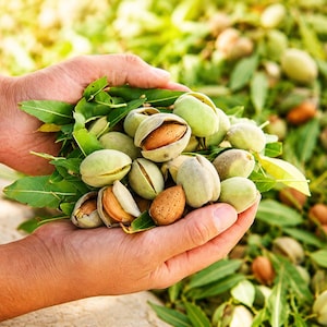 Sementes de amendoeira-do-himalaia para plantio (Prunus dulcis), amendoeira-doce