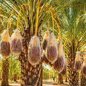 Date Palm Seeds - Etsy