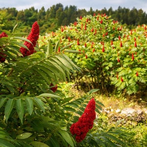 Puede incluir: Imagen de plantas de zumaque, mostrando sus distintivos racimos de flores rojas en forma de cono. El exuberante follaje verde proporciona un contraste llamativo con las brillantes flores rojas, creando una escena natural visualmente atractiva.