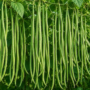 May include: A close-up of a vibrant green bean plant, showcasing numerous long, slender green beans hanging from the vine. The beans are the focal point, with lush green leaves in the background. The image highlights the fresh produce.