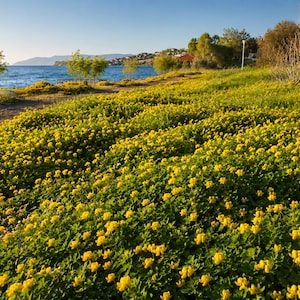 Pode incluir: Um vasto campo de flores silvestres amarelo-vibrante com folhagem verde estende-se ao longo de um caminho costeiro. O mar azul é visível ao longe sob um céu limpo, com pequenas árvores e arbustos a margear a costa perto da água.