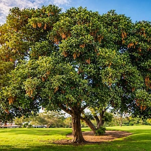 May include: A large, mature tree with a wide canopy of green leaves and brown seed pods. The tree stands in a grassy field under a blue sky with scattered clouds. The sun shines through the leaves, creating a warm, inviting scene.