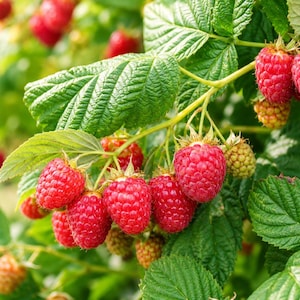 May include: A vibrant image of a raspberry bush, showcasing clusters of ripe, red raspberries. The berries are surrounded by green leaves, with some unripe, yellow-green fruit. The photograph highlights the natural freshness of the fruit.