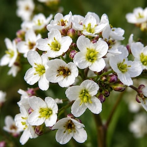 Puede incluir: Primer plano de un grupo de pequeñas flores blancas con centros amarillos y estambres marrones. Las flores están en plena floración, con múltiples pétalos. El fondo es verde suave, creando una imagen natural y vibrante.