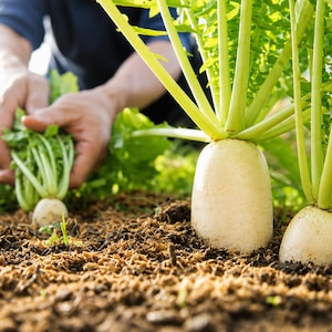 Vita daikon-rädisfrön för plantering (Raphanus sativus), japansk rädisa Mooli-grönsak