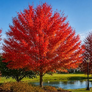 Può includere: Un vivace paesaggio autunnale con alberi dalle foglie rosso vivo sotto un cielo blu limpido. Uno stagno riflette gli alberi e il cielo, con un lampione e erba verde.