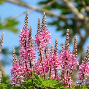 Peut inclure: Gros plan sur des fleurs roses avec une forme haute et élancée, sur fond de feuilles vertes et de ciel bleu. Les fleurs ont un aspect texturé et sont en pleine floraison, créant un affichage vibrant de couleurs et de détails.