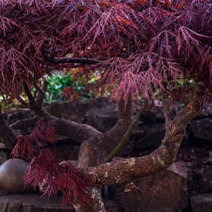 Semillas de arce japonés de hojas de encaje – Árbol llorón rojo, bonsái, jardín ornamental (Acer palmatum dissectum)